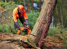 Best Emergency Tree Removal  in Alma, MI