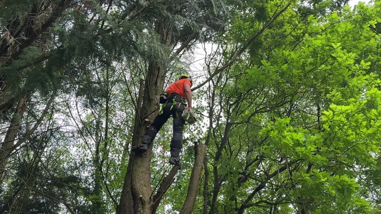 Best Tree Removal  in Alma, MI