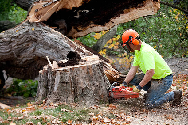 Best Tree Maintenance Programs  in Alma, MI