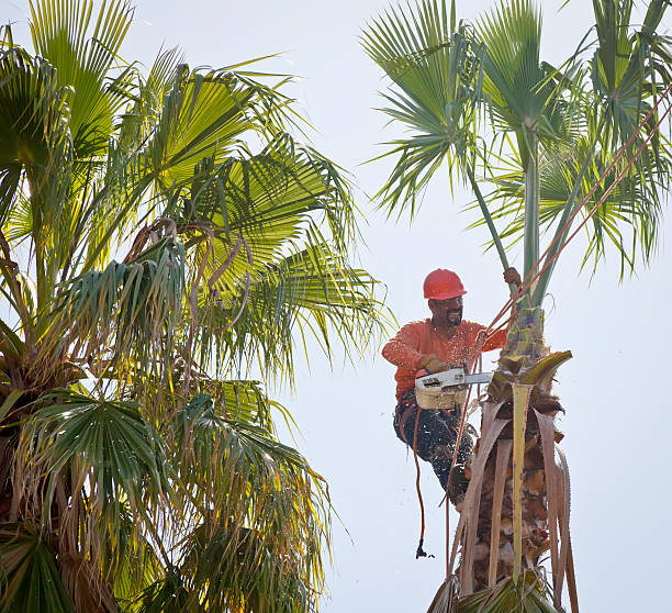 Best Arborist Consultation Services  in Alma, MI