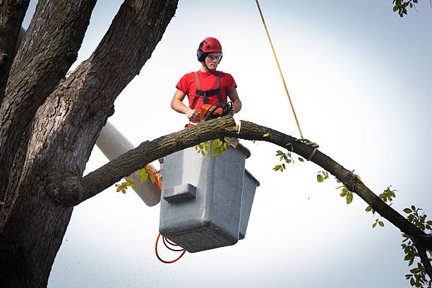 Best Root Management and Removal  in Alma, MI