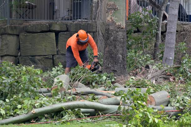 Best Storm Damage Tree Cleanup  in Alma, MI