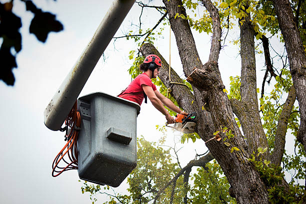 Best Hedge Trimming  in Alma, MI